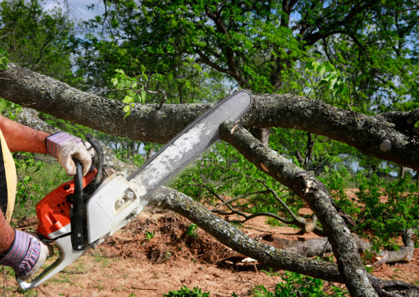 Best Tree Removal Cost  in USA